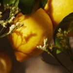 Essense&co. Lemon and Verbena Extract Hand and Body Lotion